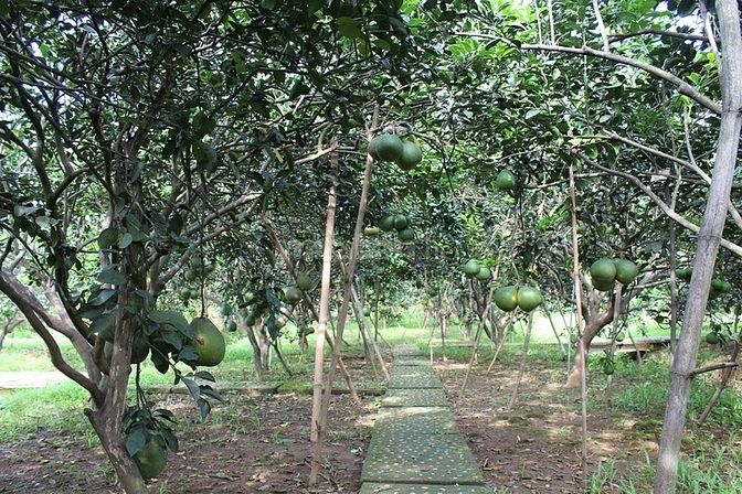 Bán 1 sào vườn bưởi Tân Triều trái sum xuê, sr, đường oto.Giá chỉ 4ty2 61769754 Bán 1 sào vườn bưởi Tân Triều trái sum xuê, sr, đường oto.Giá chỉ 4ty2
