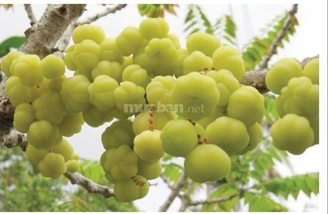 Tầm Ruột Tươi Mới Hái Giòn Ngon 61913748 Tầm Ruột Tươi Mới Hái Giòn Ngon