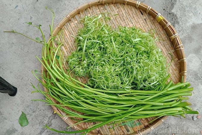 Rau muống bào - tươi ngon không sử dụng hóa chất 61920260 Rau muống bào - tươi ngon không sử dụng hóa chất
