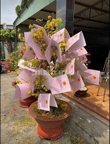 Bán đất xã Nhơn Hậu gần chợ đập đá 62048564 Bán đất xã Nhơn Hậu gần chợ đập đá