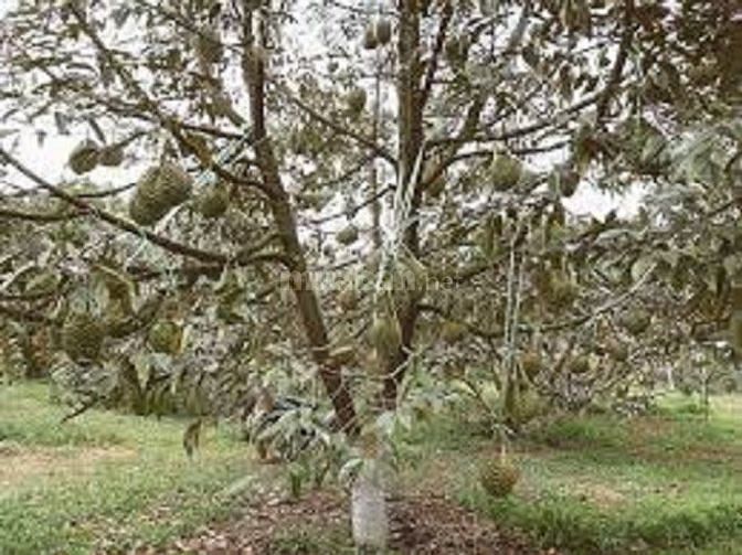 Cần cố lại vườn sầu riêng đang chuẩn bị làm trái