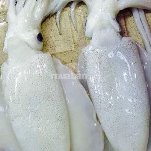 Chuyên cung cấp các mặt hàng hải sản tươi sống 62205237 Chuyên cung cấp các mặt hàng hải sản tươi sống