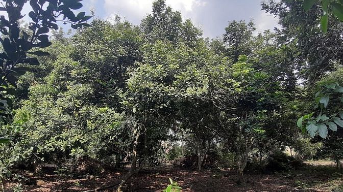 Bán Gấp 1 Sào Ở Ấp 3, Sông Trầu, Trảng Bom. 62806083 Bán Gấp 1 Sào Ở Ấp 3, Sông Trầu, Trảng Bom.