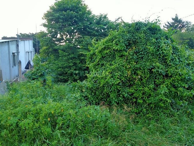 Bán nhà vườn 9466m2 Thái Mỹ Củ Chi