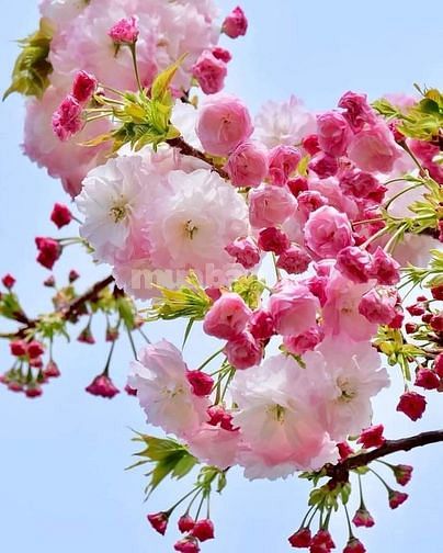 Bổ sung 03 nhân viên nam/nữ tư vấn và chăm sóc khách hàng 62901942 Bổ sung 03 nhân viên nam/nữ tư vấn và chăm sóc khách hàng