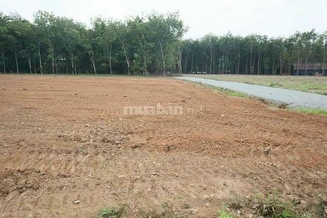 Đất Vành Đai KCN Đồng Xoài I II 5x50 Thổ Cư 100m 63268578 Đất Vành Đai KCN Đồng Xoài I II 5x50 Thổ Cư 100m