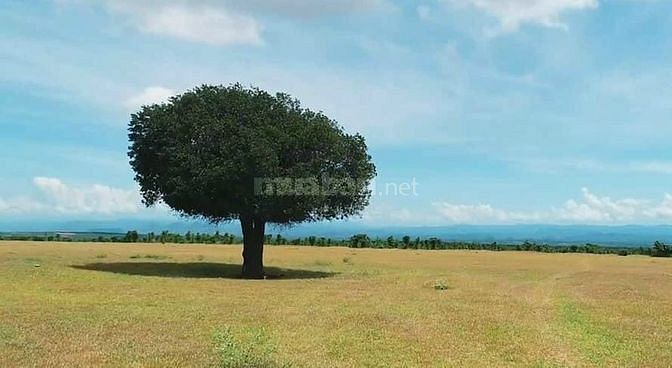 Bán đất vườn sổ đỏ, mặt tiền đường liên xã Bình Thuận, tặng 6 chỉ