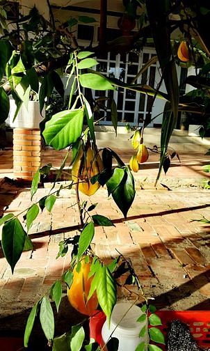 Xuất cảnh bán homestay đang kinh doanh tốt