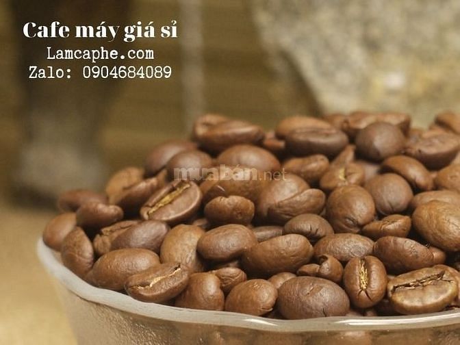 Cà phê máy cà mau cho nhà phân phối giá sỉ không áp doanh số