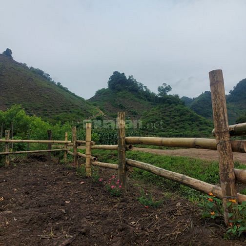 Đón sóng cầu cao tốc bán gấp  đất giá cực rẻ mặt đường Mộc Châu