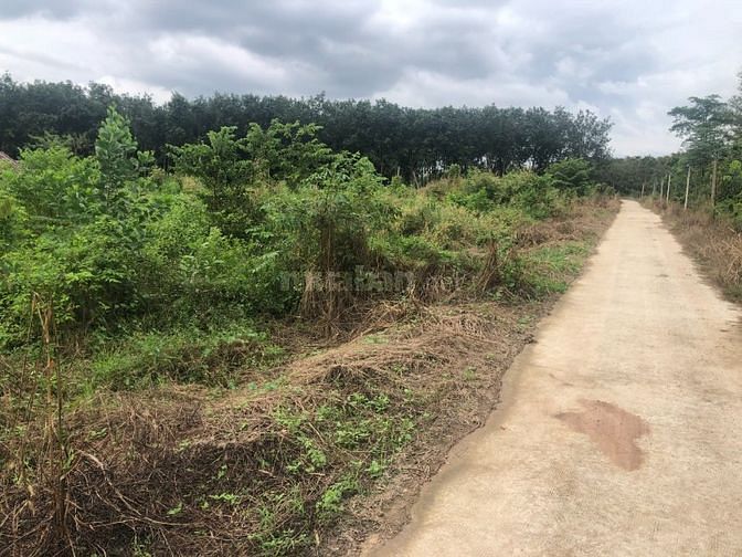 CẦN BÁN GẤP LÔ ĐẤT ĐẸP BÌNH PHƯỚC CHÍNH CHỦ