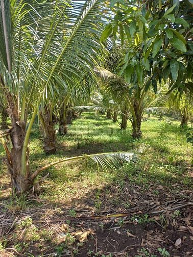 Cần bán gấp vườn dừa gần kv sân bay 