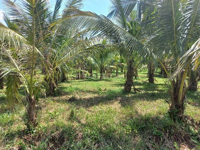 Cần bán gấp vườn dừa gần kv sân bay 