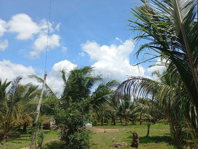 Cần bán gấp vườn dừa gần kv sân bay 