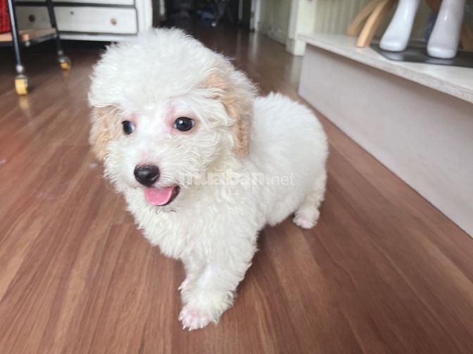bé poodle tiny cái 3 tháng tuổi tìm nhà mới