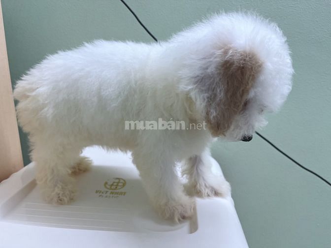 bé poodle tiny cái 3 tháng tuổi tìm nhà mới