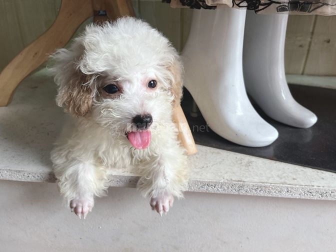 bé poodle tiny cái 3 tháng tuổi tìm nhà mới