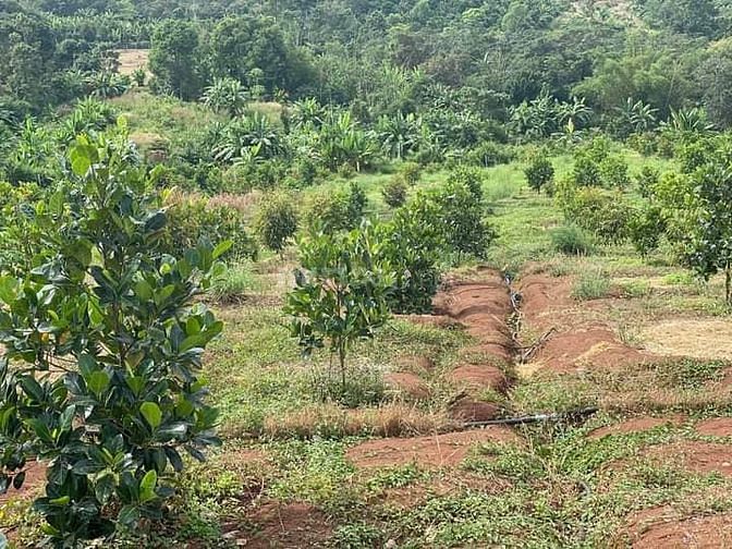 Kẹt tiền làm ăn, bán rẻ đất vườn 3260m2 nghỉ dưỡng