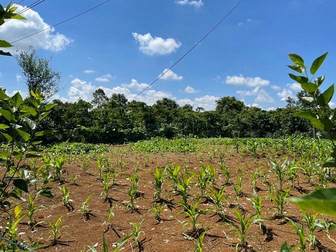 1,2 sào đất P2 TP Bảo Lộc đường ô tô cách TT Bảo Lộc 2km giá 980tr/sào