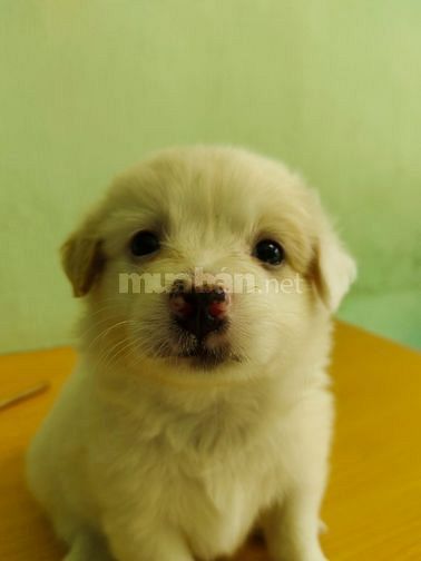 Bán chó con phóc sóc lai các loại nhà đẻ
