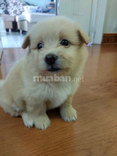 Bán chó con phóc sóc lai các loại nhà đẻ