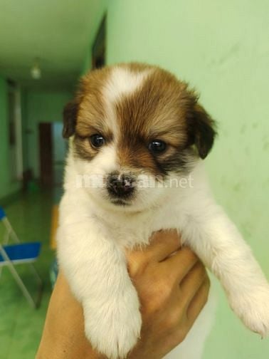Bán chó con phóc sóc lai các loại nhà đẻ