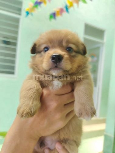 Bán chó con phóc sóc lai các loại nhà đẻ