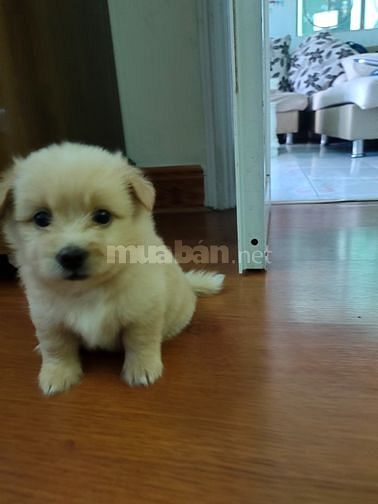 Bán chó con phóc sóc lai các loại nhà đẻ