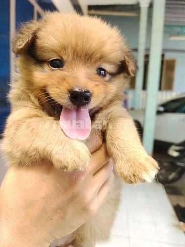 Bán chó con phóc sóc lai các loại nhà đẻ