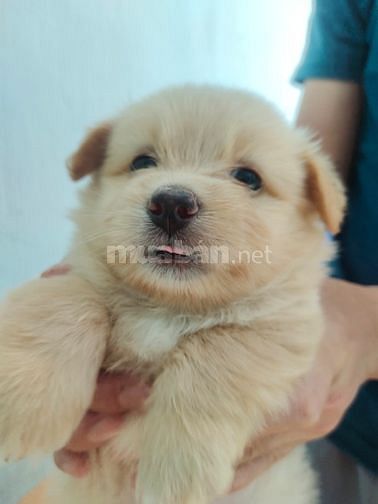 Bán chó con phóc sóc lai các loại nhà đẻ