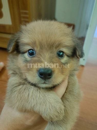 Bán chó con phóc sóc lai các loại nhà đẻ