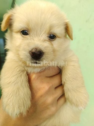 Bán chó con phóc sóc lai các loại nhà đẻ