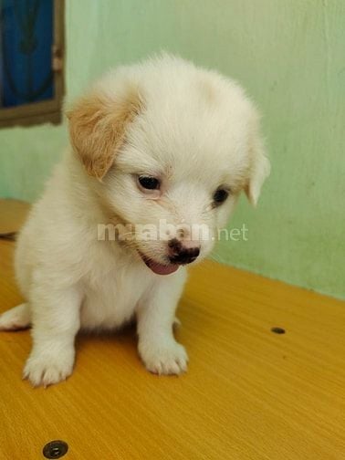 Bán chó con phóc sóc lai các loại nhà đẻ