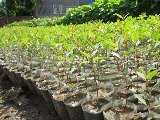 350 triệu, sổ 1260m2 có trồng bạch đàn, sổ chính chủ