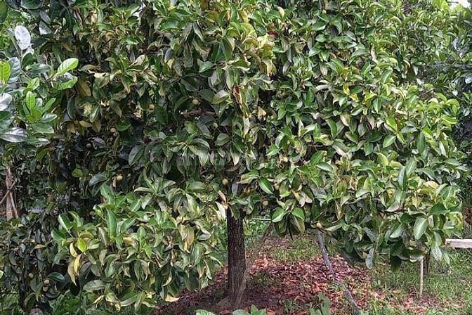 Bán đất vườn cây mặt tiền QL14 trung tâm Trà Huỳnh