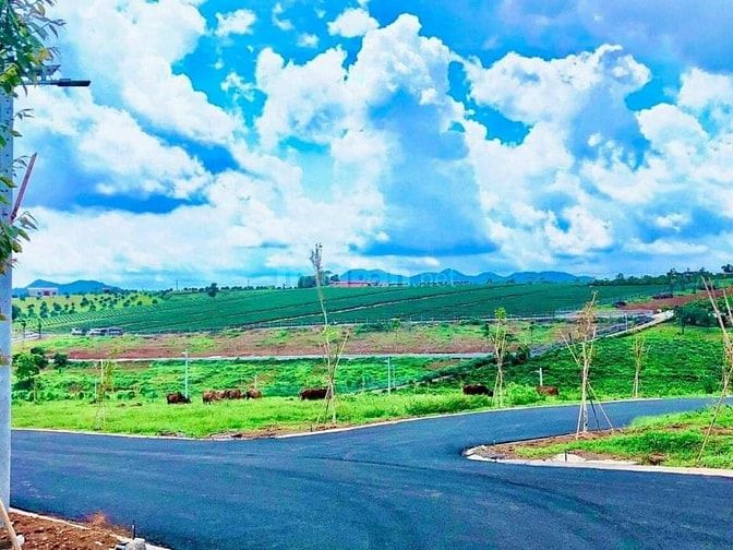 Đất nghĩ dưỡng Bảo Lộc view đồi thông giá đầu tư