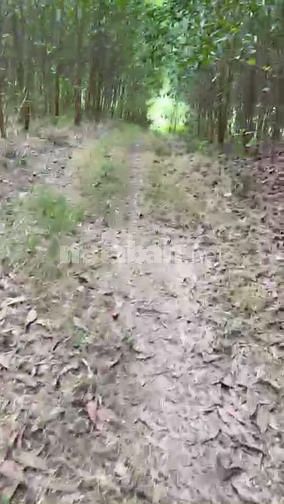 Giá hạt dẻ lô đất 8849,1M2 xã Sơn Giang, Huyện Sông Hinh, tỉnh phú yên