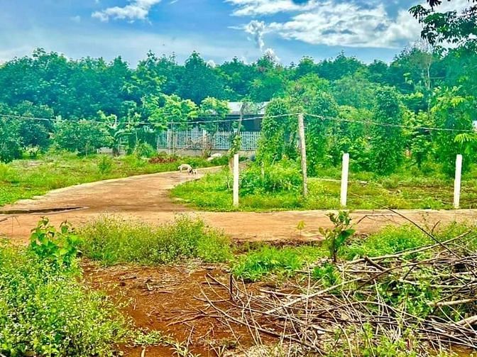 BÁN GẤP ĐẤT THỔ CƯ NGAY TRUNG TÂM PHÚ RIỀNG - BÌNH PHƯỚC.