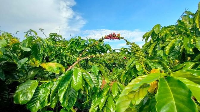 Bán nhà vườn sầu riêng cà phê có nguồn thu ổn định 150trđ/năm 