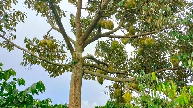 Bán nhà vườn sầu riêng cà phê có nguồn thu ổn định 150trđ/năm 