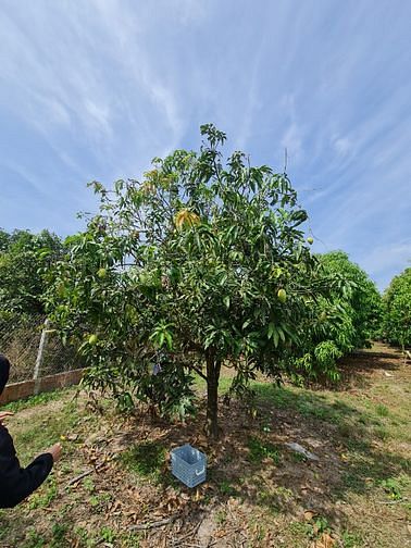 Bán 11.423m2 đất trung tâm xã Long Vĩnh, Châu Thành, Tây Ninh
