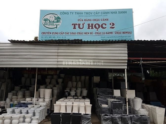 Chậu sứ cao cấp, Chậu composite cắm Lan
