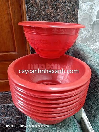 Chậu sứ cao cấp, Chậu composite cắm Lan