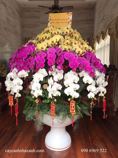 Chậu sứ cao cấp, Chậu composite cắm Lan