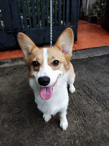 bận đi làm , cần pass lại bé corgi rất đáng iu