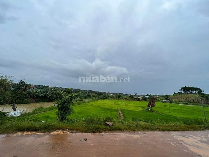 Đất view hồ Thanh Bạch 15m mặt đường bê tông cách ql20 800m