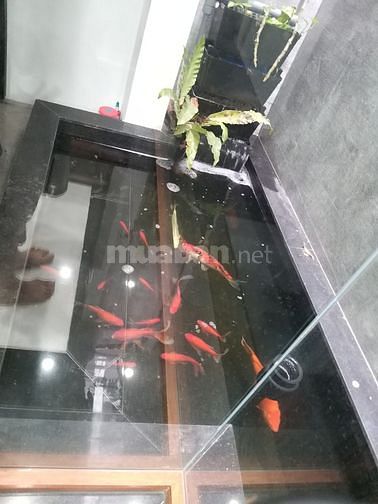 Bán nhà ngõ phố Đội Cấn gần Giang Văn Minh quận Ba Đình Hà Nội