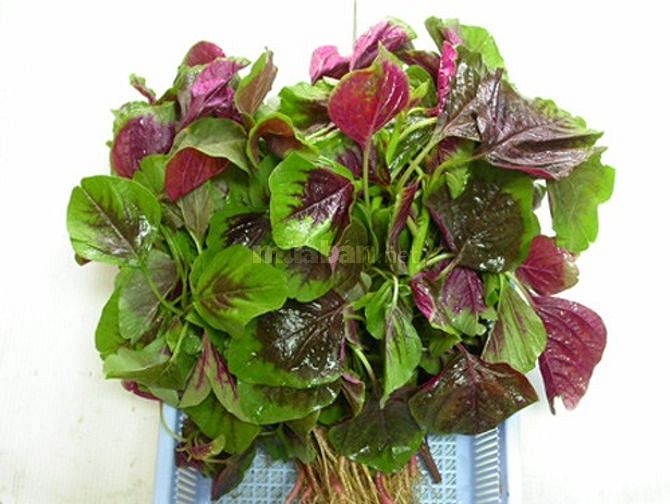 CUNG CẤP RAU CỦ SƠ CHẾ THEO YÊU CẦU