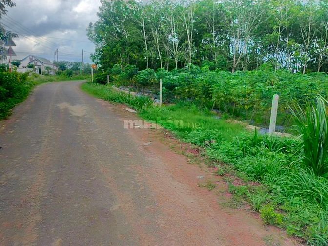 5x43. Đường nhựa, 215m2 thổ. Đường nhựa thông vào KCN. 525tr.