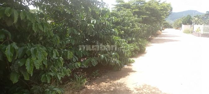 BÁN ĐẤT CHÍNH CHỦ xã Liên Hiệp, Đức Trọng, Lâm Đồng, mặt tiền 7m